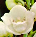 flor-nacional